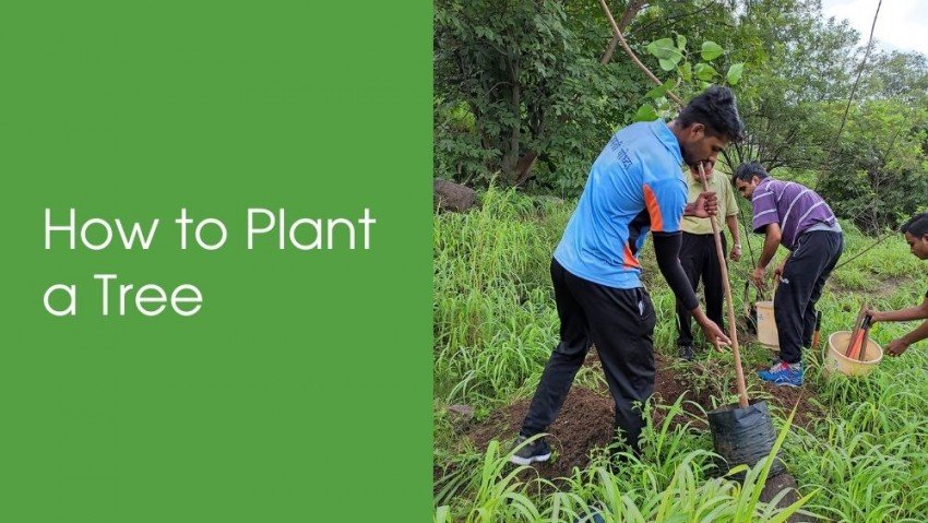 How to Plant a Tree - Step by Step Tree Plantation Guide