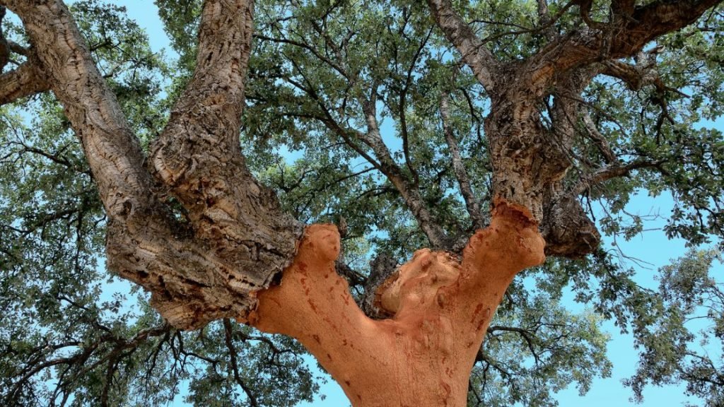 Cork Tree