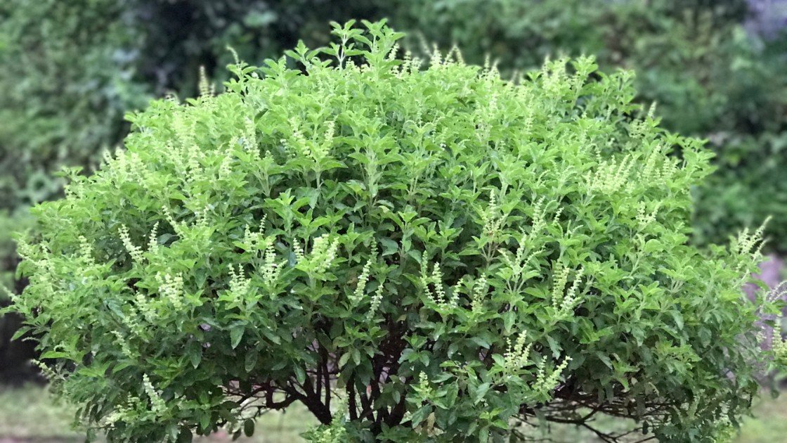 21 Indian Trees That can Withstand Any Weather