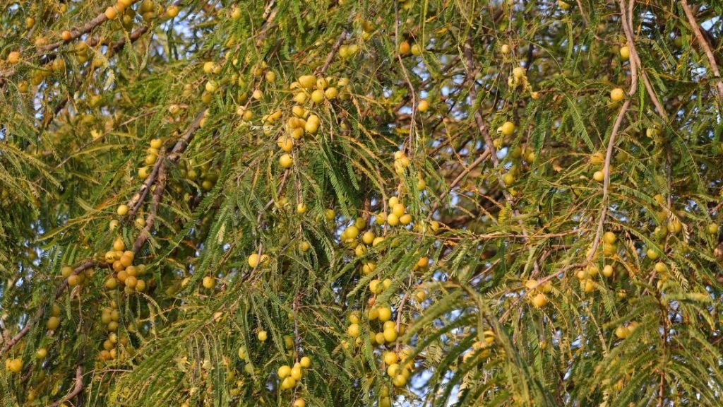 Amla Plant