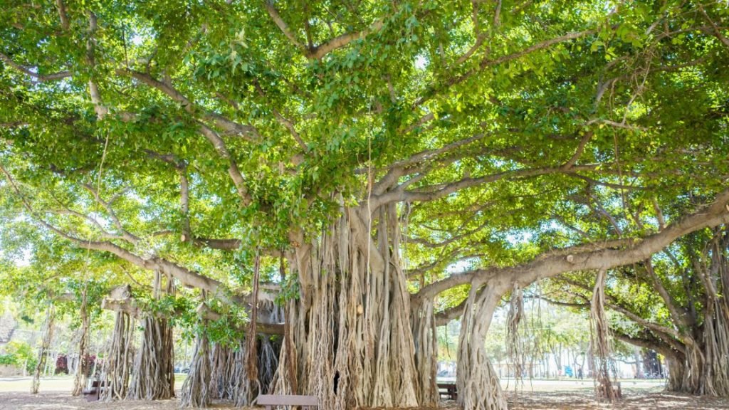Banyan Tree
