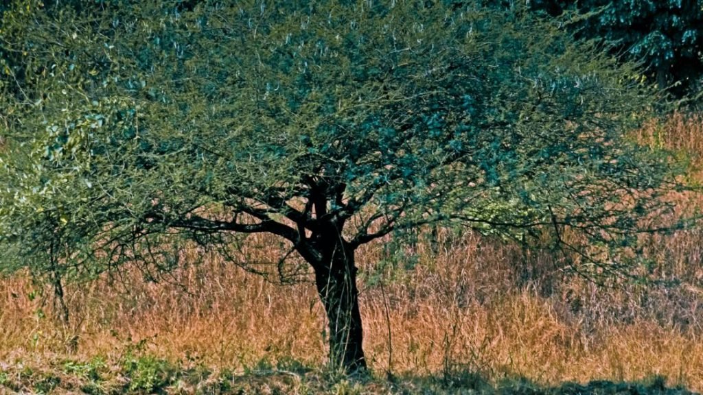 Babul Tree