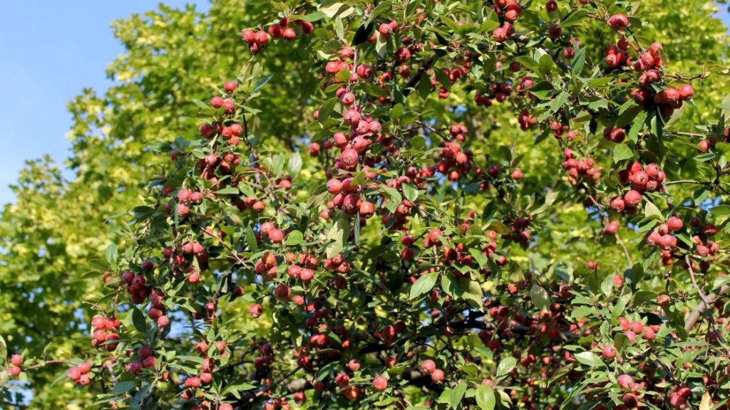 Hawthorn